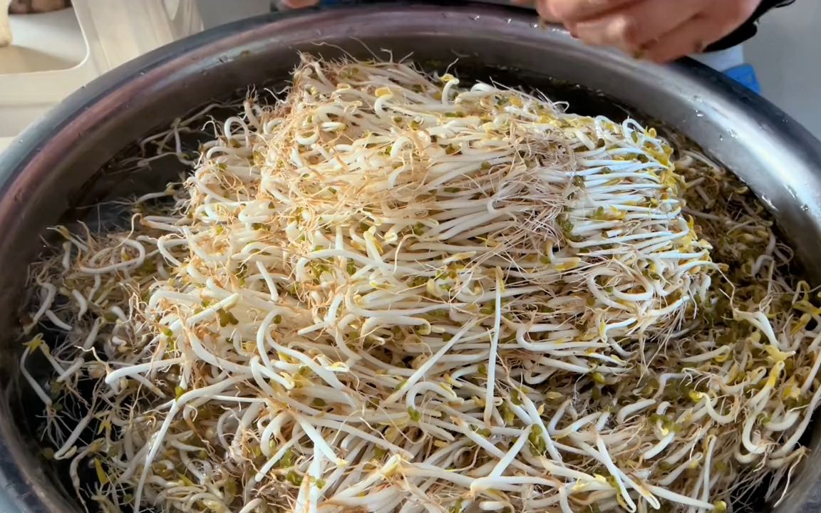 又粗又长不会烂,纯绿色食品,一次就成功 #自发绿豆芽 #绿豆芽 #发豆芽