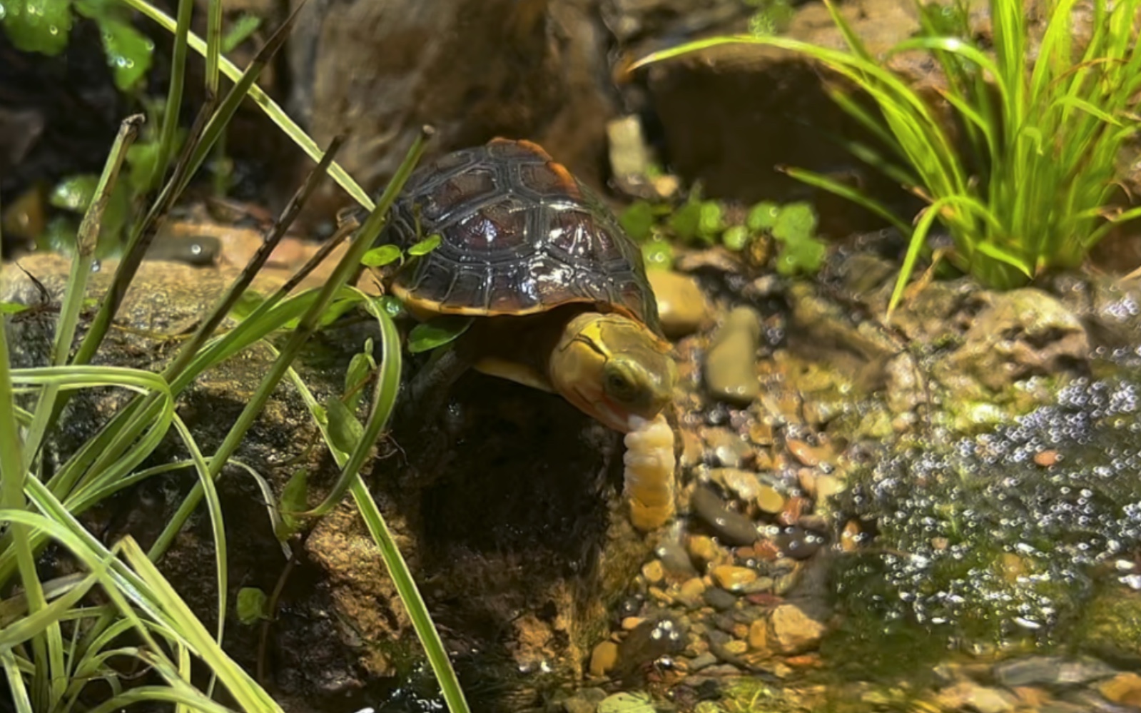 黄缘龟|小虫加餐