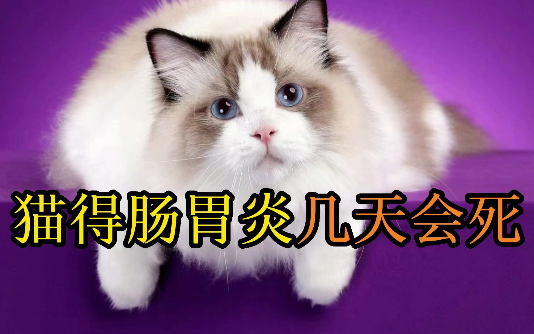 猫得肠胃炎几天会死哔哩哔哩bilibili