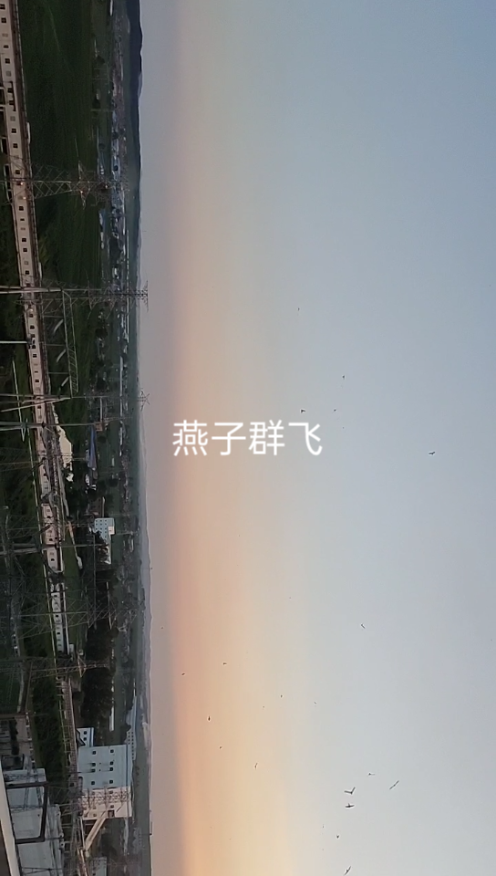 燕子群飞哔哩哔哩bilibili