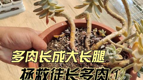 5年老桩长成大长腿 浇水叶片也也不饱满 徒长多肉该如何拯救 哔哩哔哩