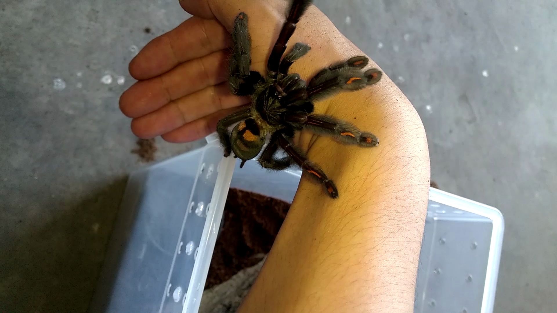 会和人类握手的日虎委内瑞拉太阳虎蜘蛛