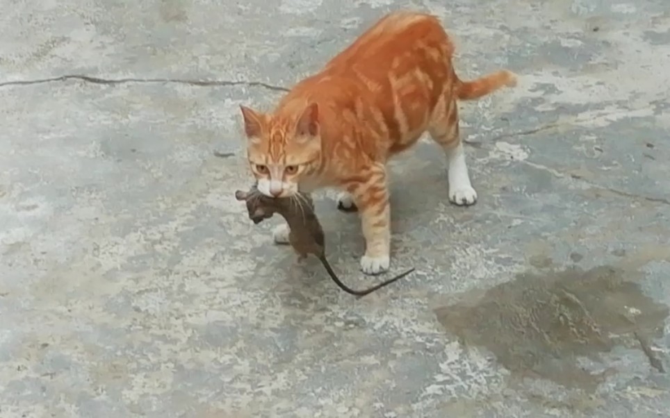 猫捉老鼠