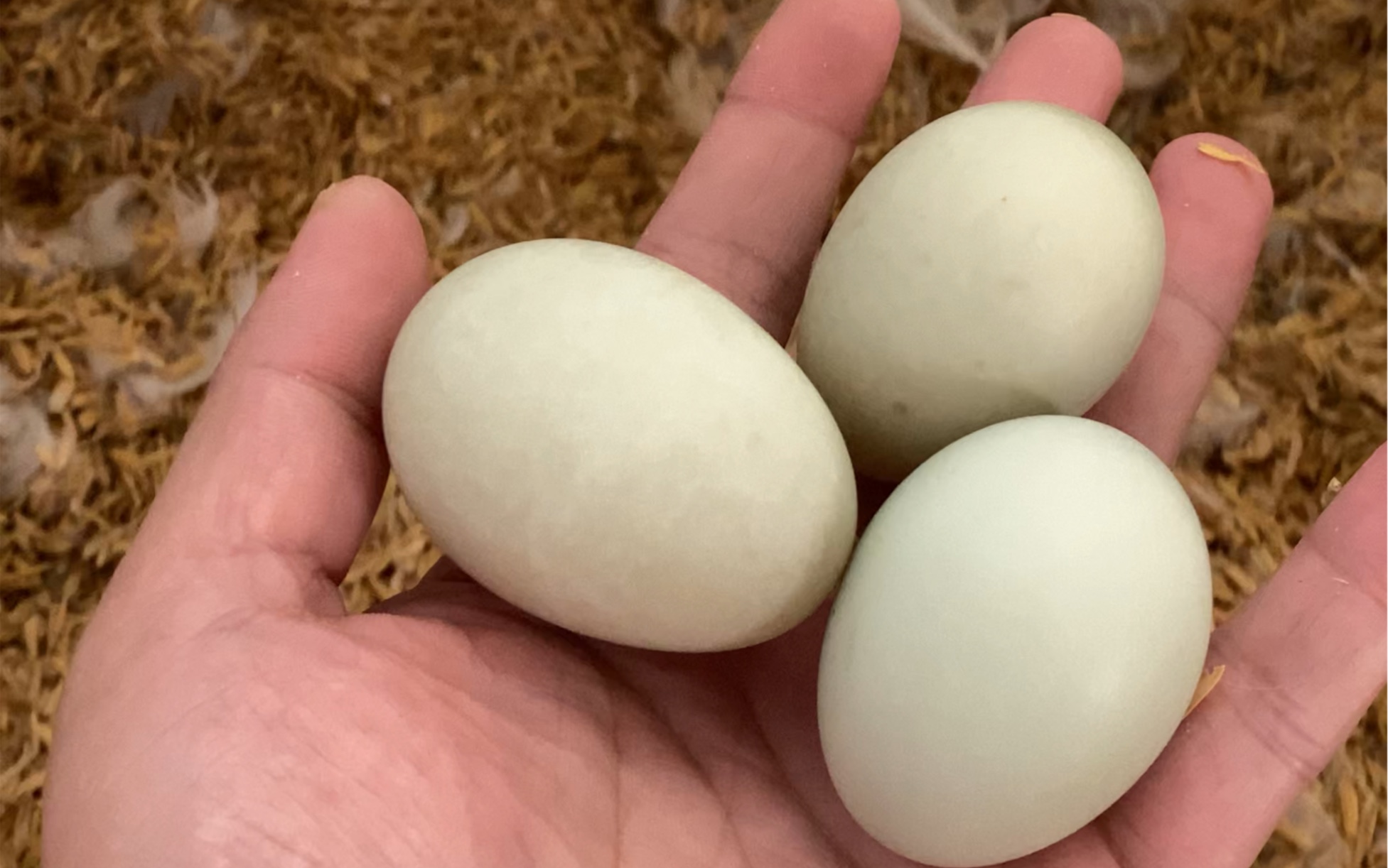 第一视角收房租,云捡柯尔鸭蛋