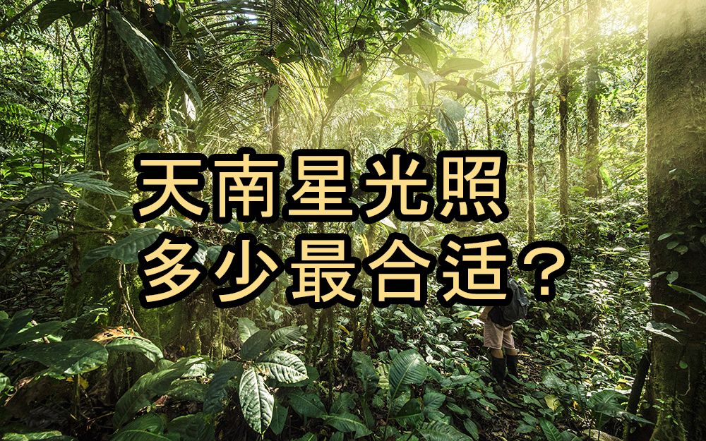 [图]天南星植物光照多少最合适？看这里就明白