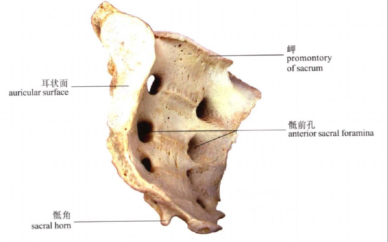 系统解剖学标本识图指南1骨学/关节学哔哩哔哩bilibili