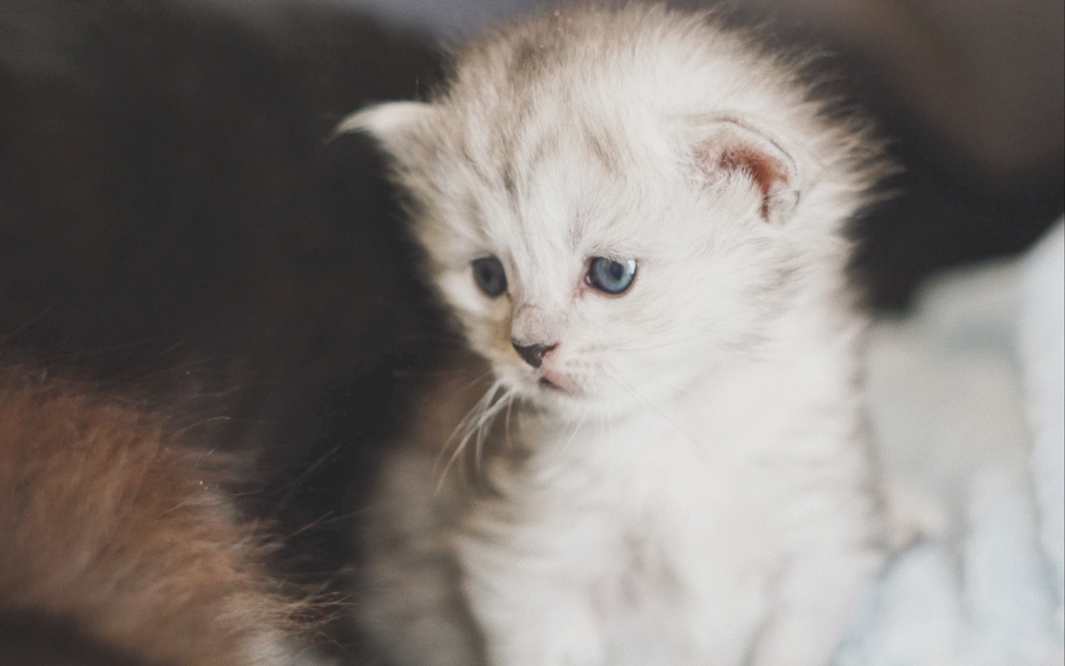 [图]超凶猛小奶猫无声咆哮！吓人，胆小误入