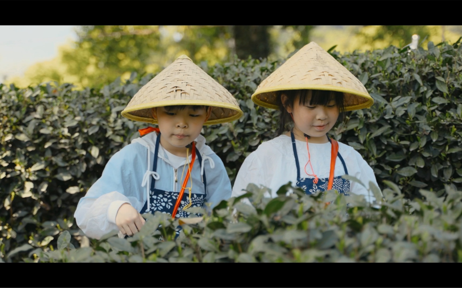 【亲子采茶体验】杭州梅家坞西湖龙井产地采茶体验真的很不错哦