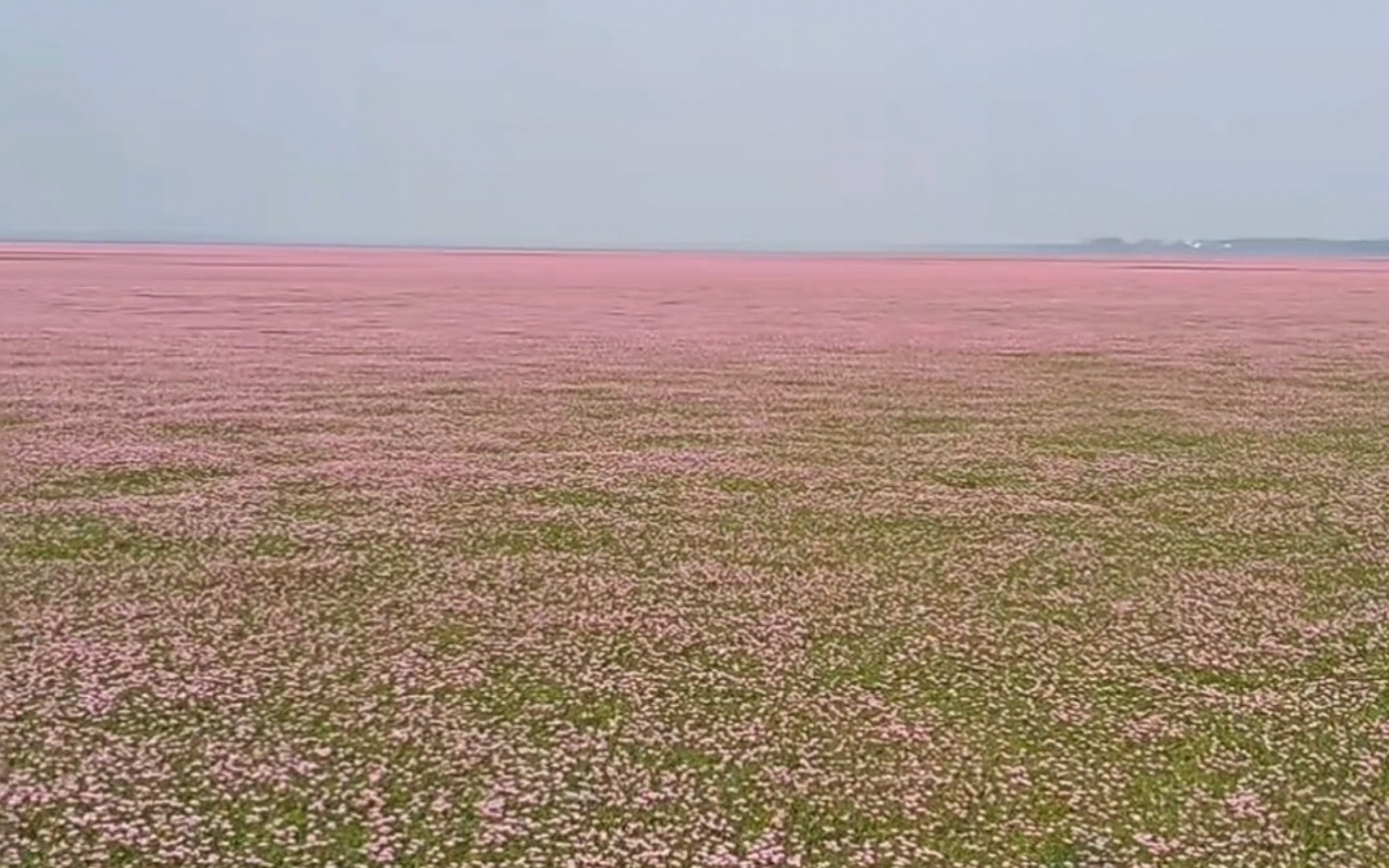 鄱阳湖花海