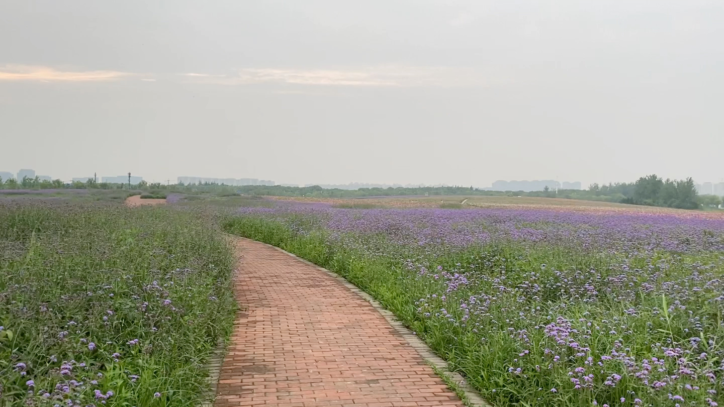 上海奉贤区-上海之鱼-花海