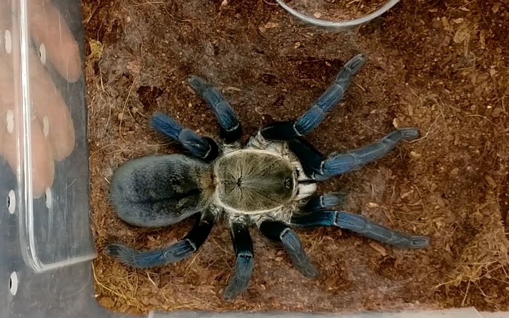 不同品种捕鸟蛛展示和喂食_哔哩哔哩_bilibili