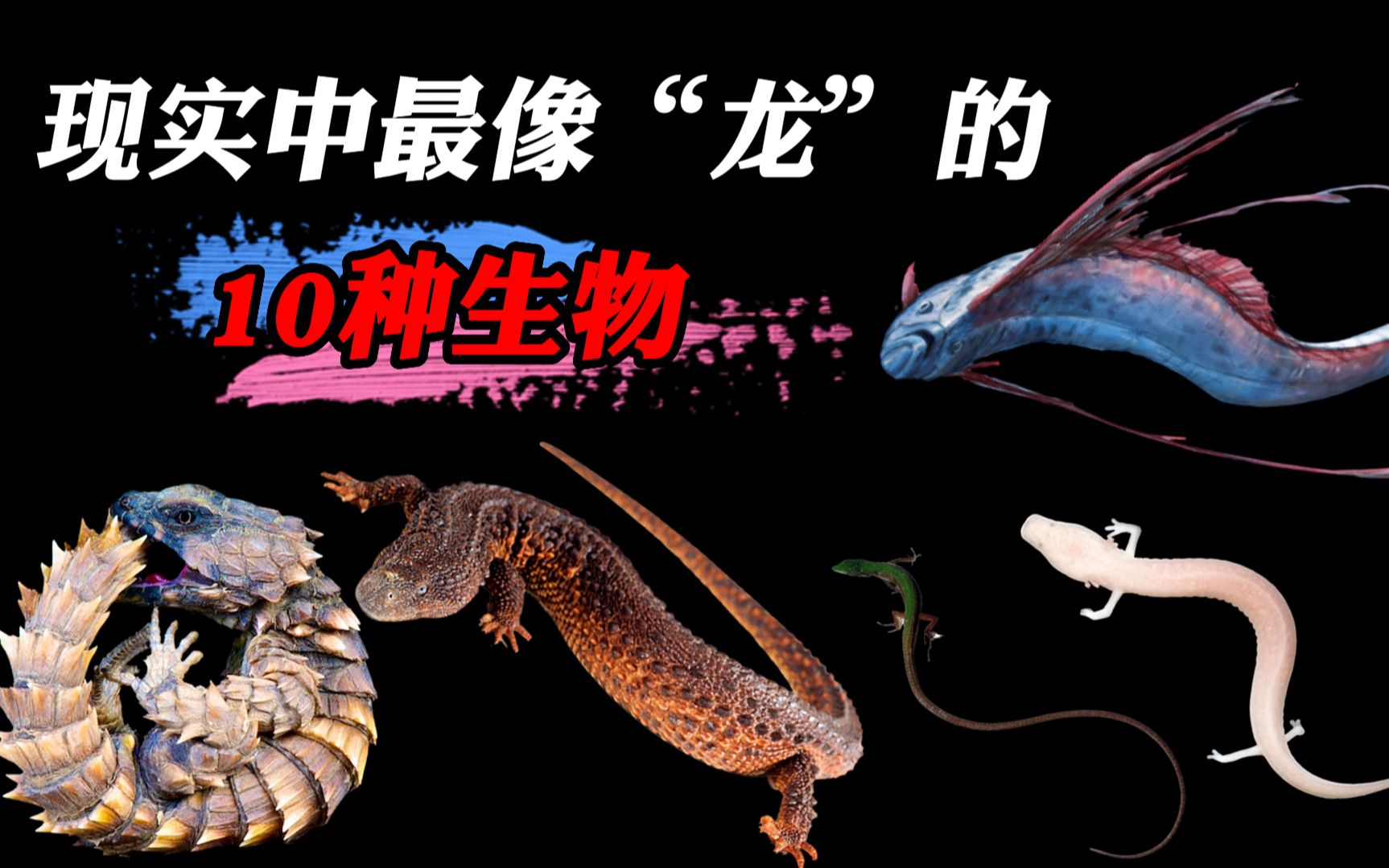 现实中最像“龙”的10种生物,你真以为“龙”是虚构出来的?哔哩哔哩bilibili