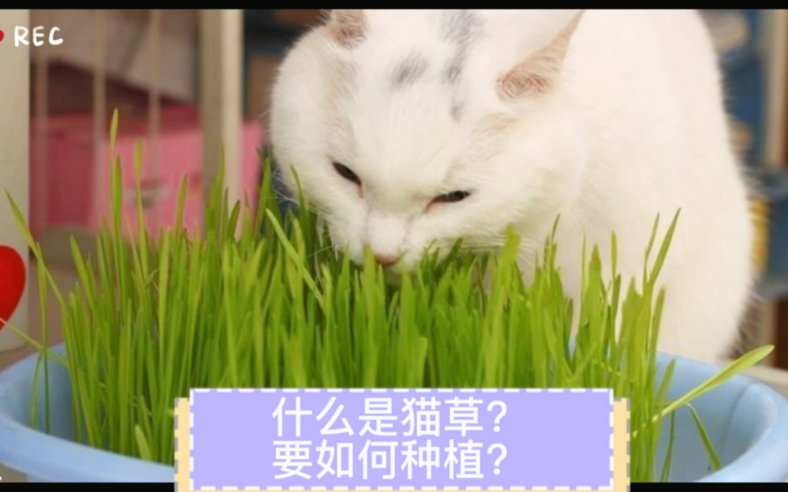 什么是猫草?要如何种植?哔哩哔哩bilibili