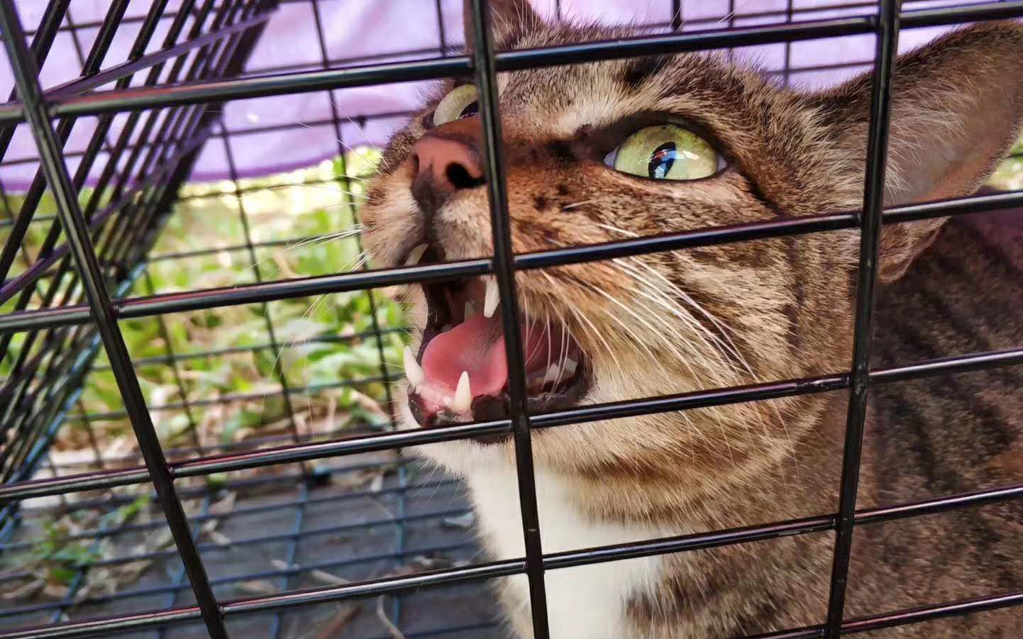 华山地头蛇"惨遭毒手",究竟是谁这么大胆