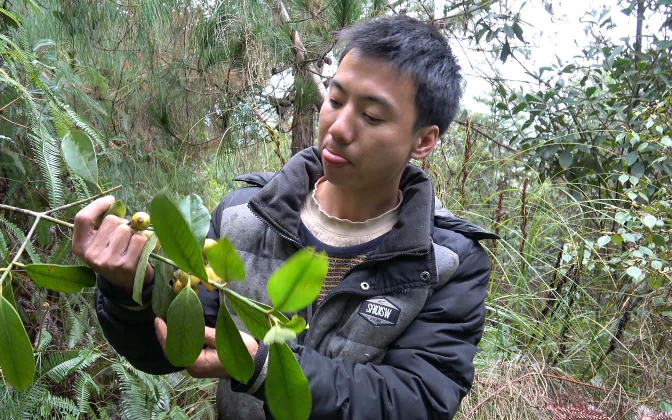 华农兄弟:下雨打霜之后,山上的竹节果熟了,摘一点点来吃哔哩哔哩bilibili