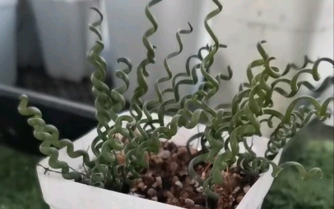 钢丝弹簧草albucabrucebayeri叶片在光照充足的情况下呈规则螺旋卷曲