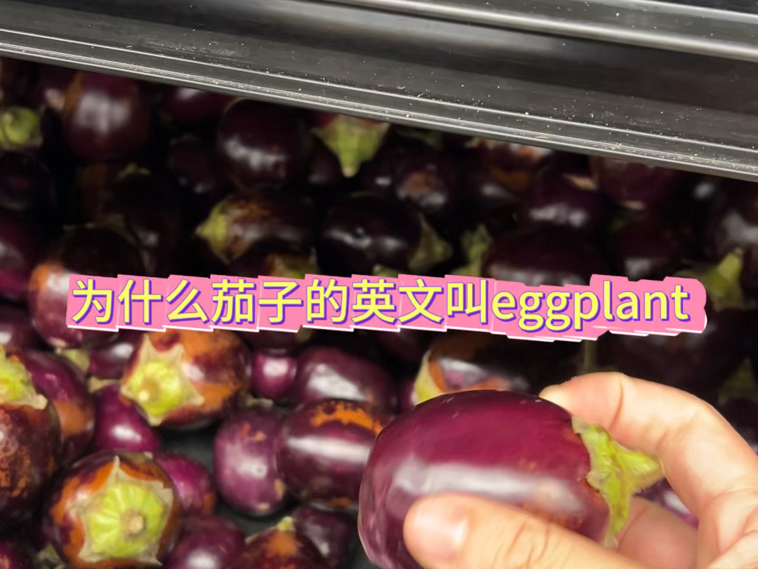 茄子的英文为什么叫Eggplant呀哔哩哔哩bilibili