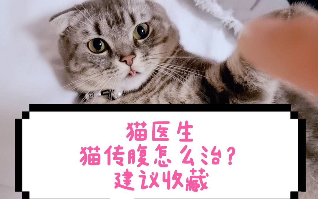 猫咪出现这些症状可能是猫传腹早期,家长应该警惕,早发现早治疗,康复几率90%以上哔哩哔哩bilibili