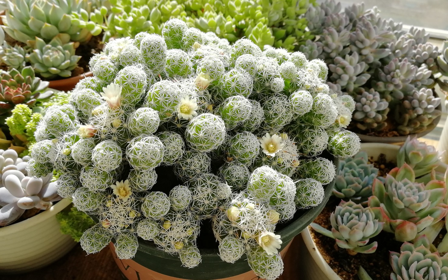 银手指开花人工授粉