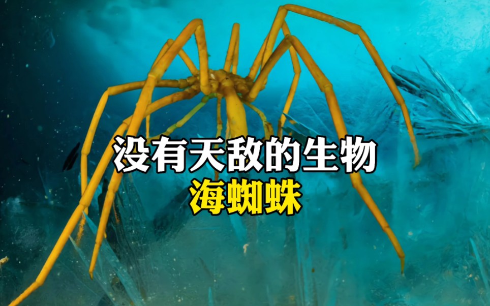 没有天敌的生物海蜘蛛哔哩哔哩bilibili