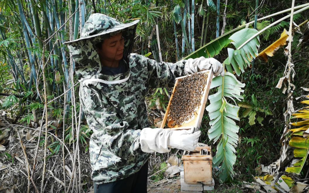 蜜蜂蜂王怎么样算交尾成功?村夫检查新分蜂的蜜蜂窝就知道了哔哩哔哩bilibili