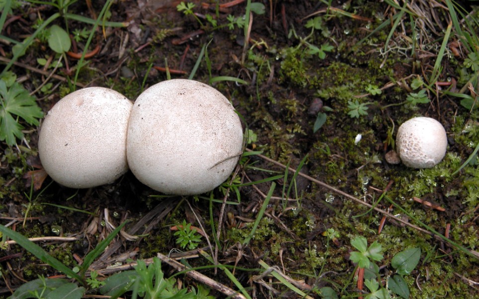 马勃 马屎包_哔哩哔哩 (゜-゜)つロ 干杯~-bilibili