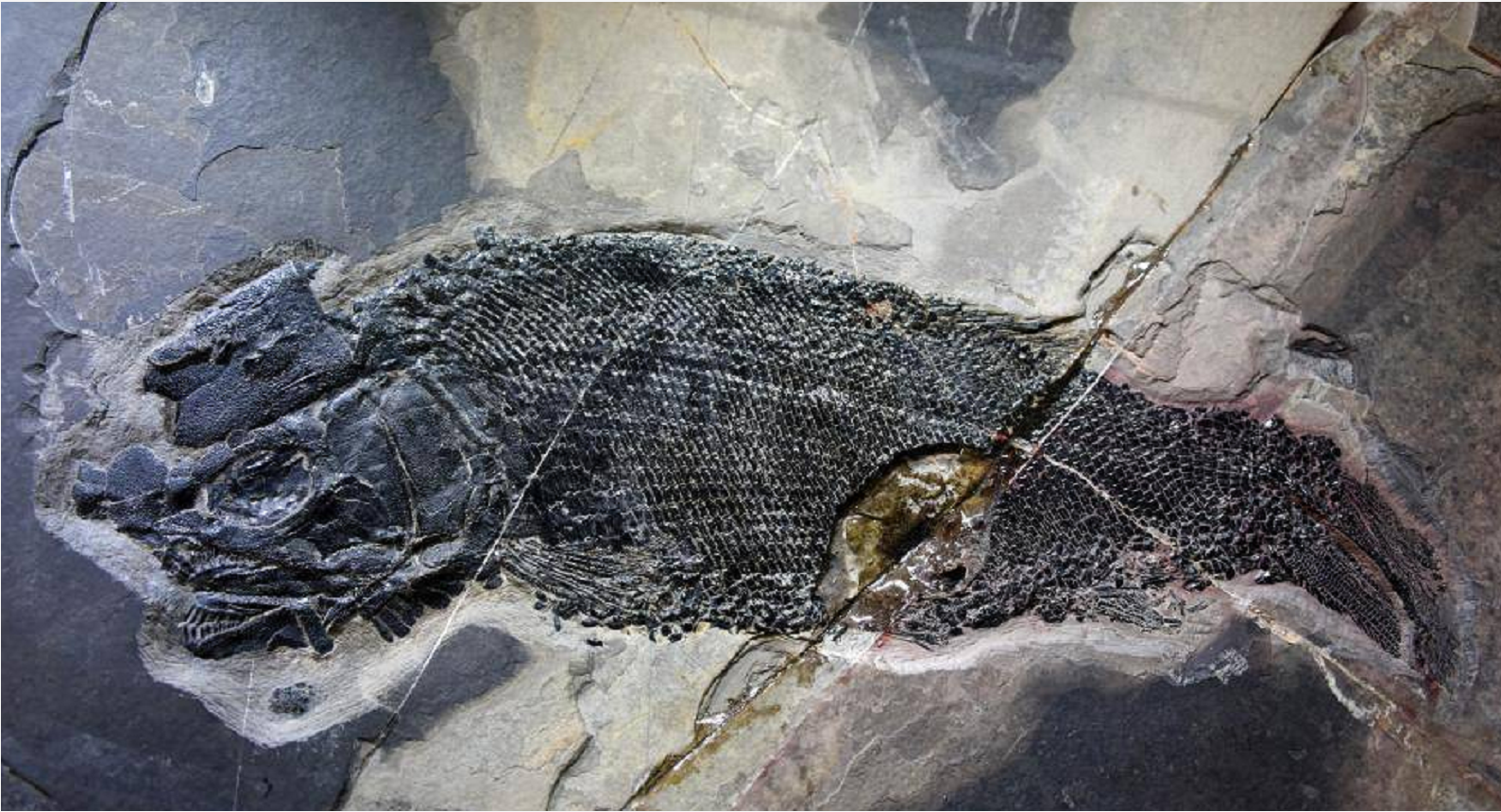 大眼仔244亿年古鱼化石真容曝光