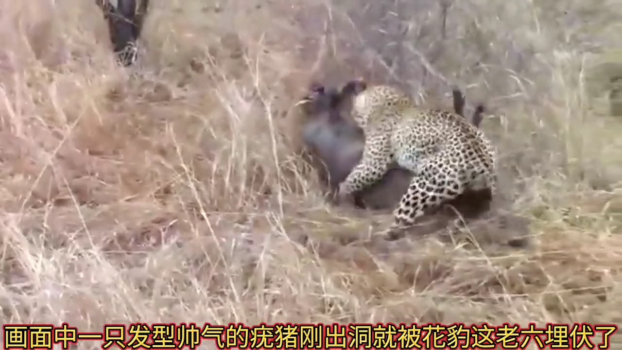 鬣狗活吃疣猪图片