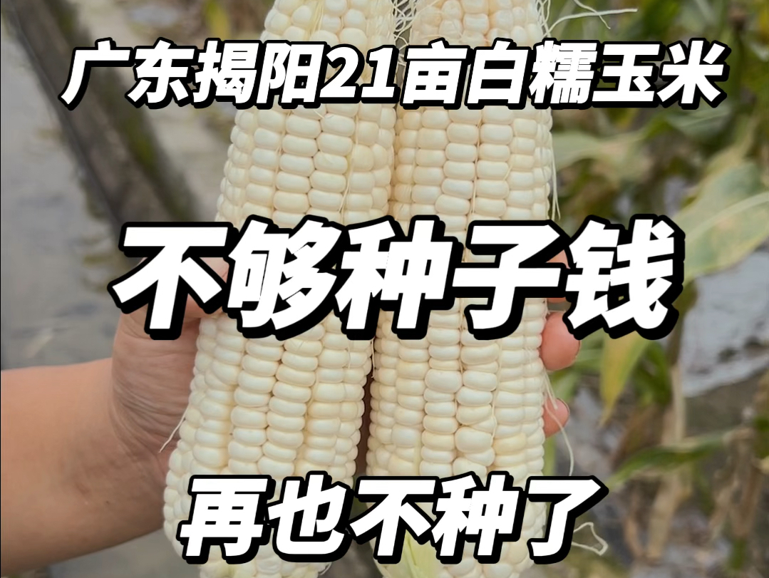 正大811玉米品种图片