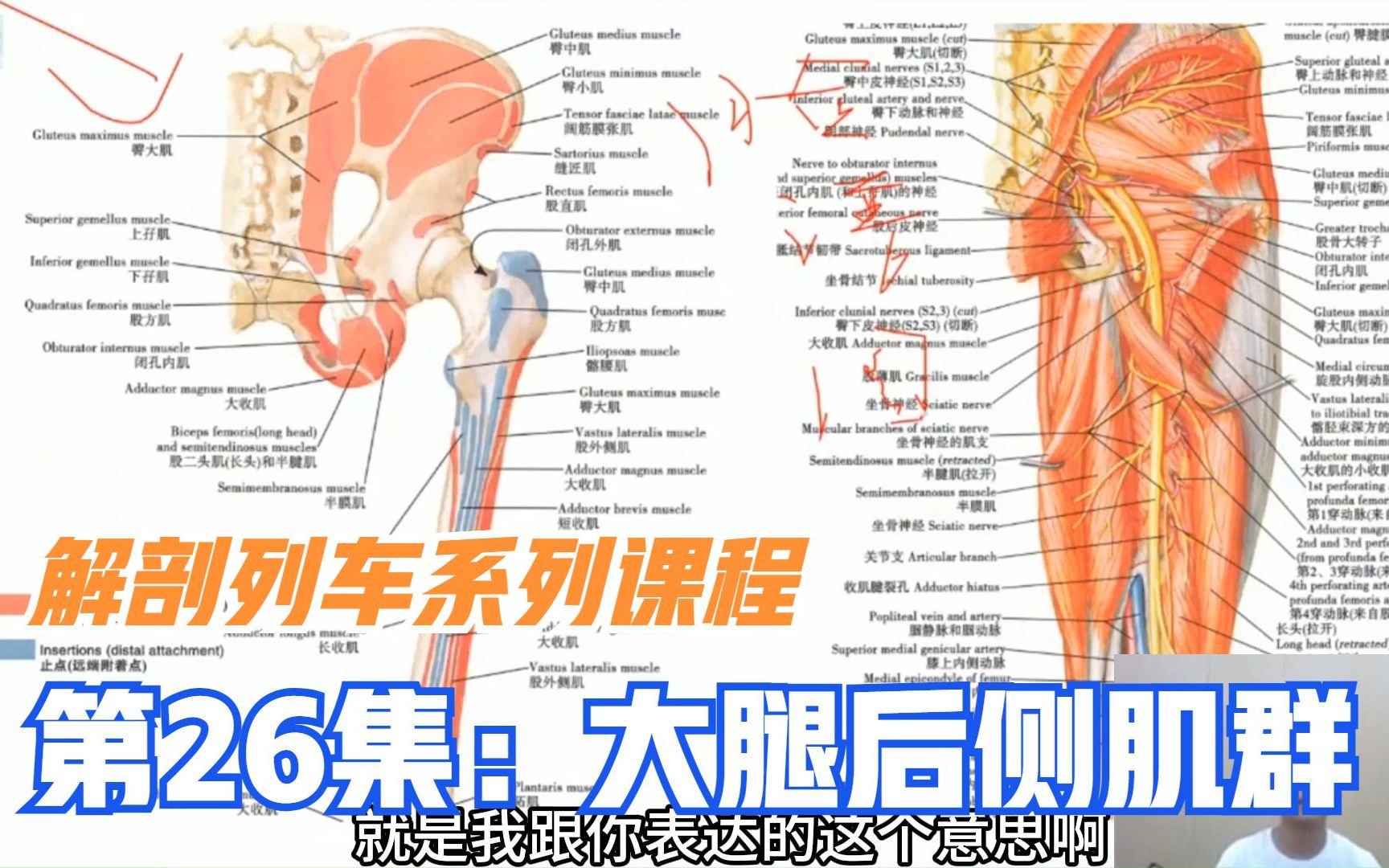 解剖真的非常重要,李正军老师通过肌肉脸谱图,详解大腿后侧肌群哔哩哔哩bilibili