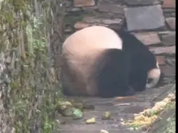 Download Video: 换场地四天后，这么爱干净怕雨的小奇迹宁愿淋着雨卷缩着身子睡在自己青团旁。