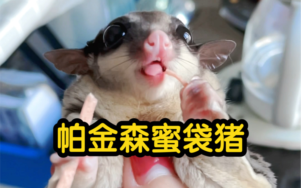 30秒揭秘"帕金森蜜袋猪"是怎么形成的,过节乐一乐