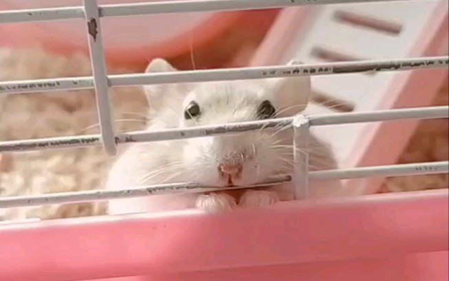 仓鼠一只害怕咬到主人的小仓鼠