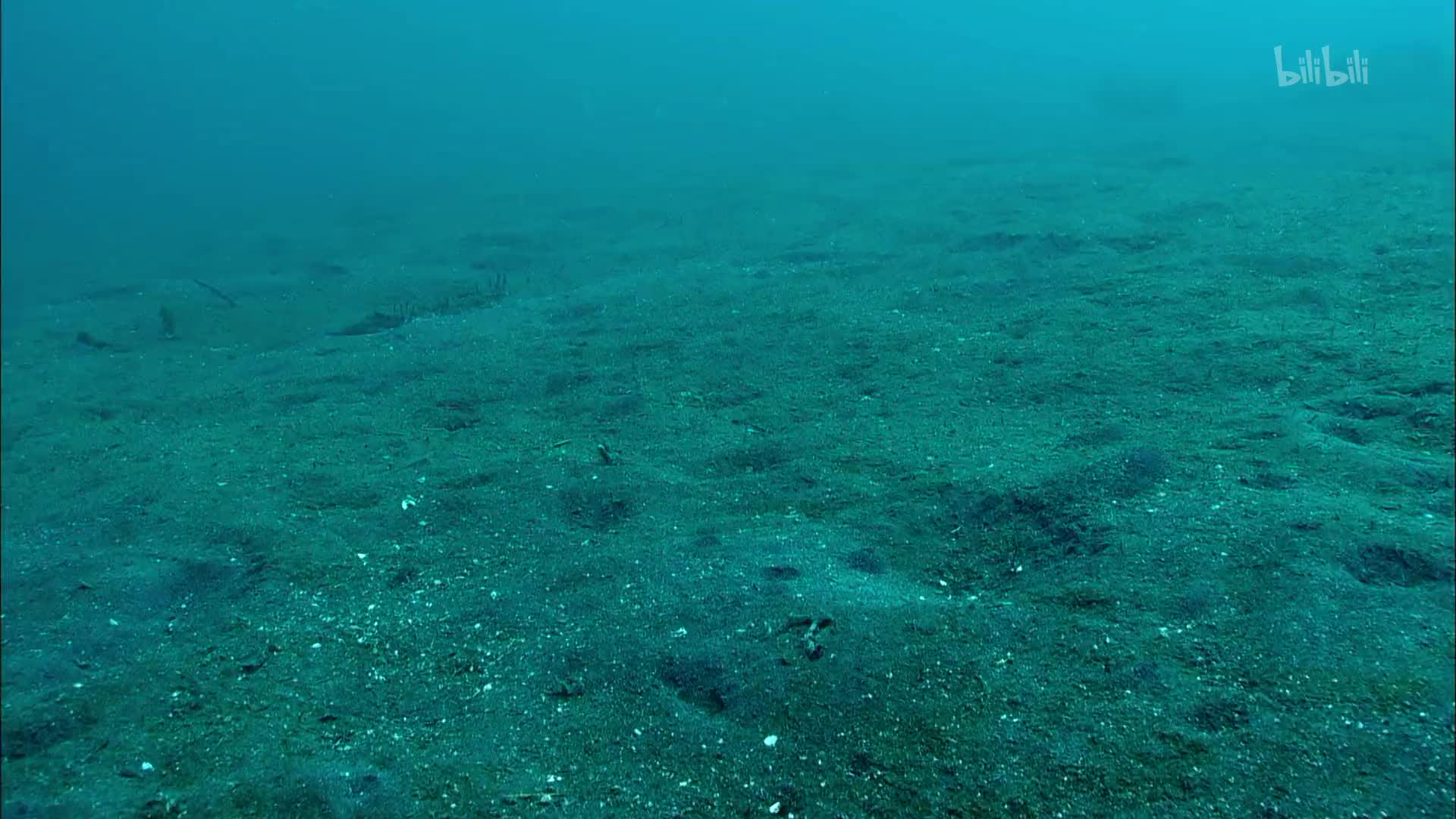 [图]【纪录片】火山海的聪明软体动物：椰子章鱼-Ingenious Molluscs of the Volcanic Sea: Coconut Octopus