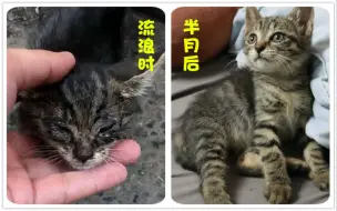 Download Video: 流浪猫成长日记，又病又丑的流浪猫半个月后竟变成了这个样子！其实每一只流浪猫都是天使