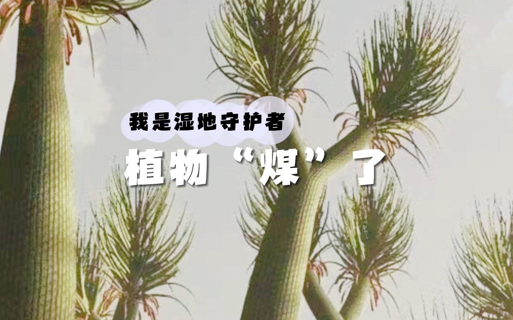 那些“煤”了的植物——石炭纪哔哩哔哩bilibili