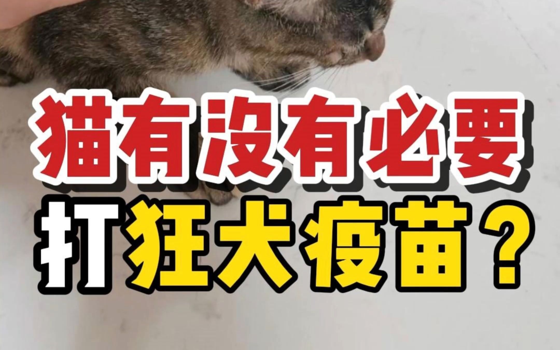 猫咪有没有必要打狂犬疫苗?哔哩哔哩bilibili