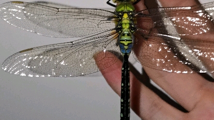 刚羽化的黑纹伟蜓