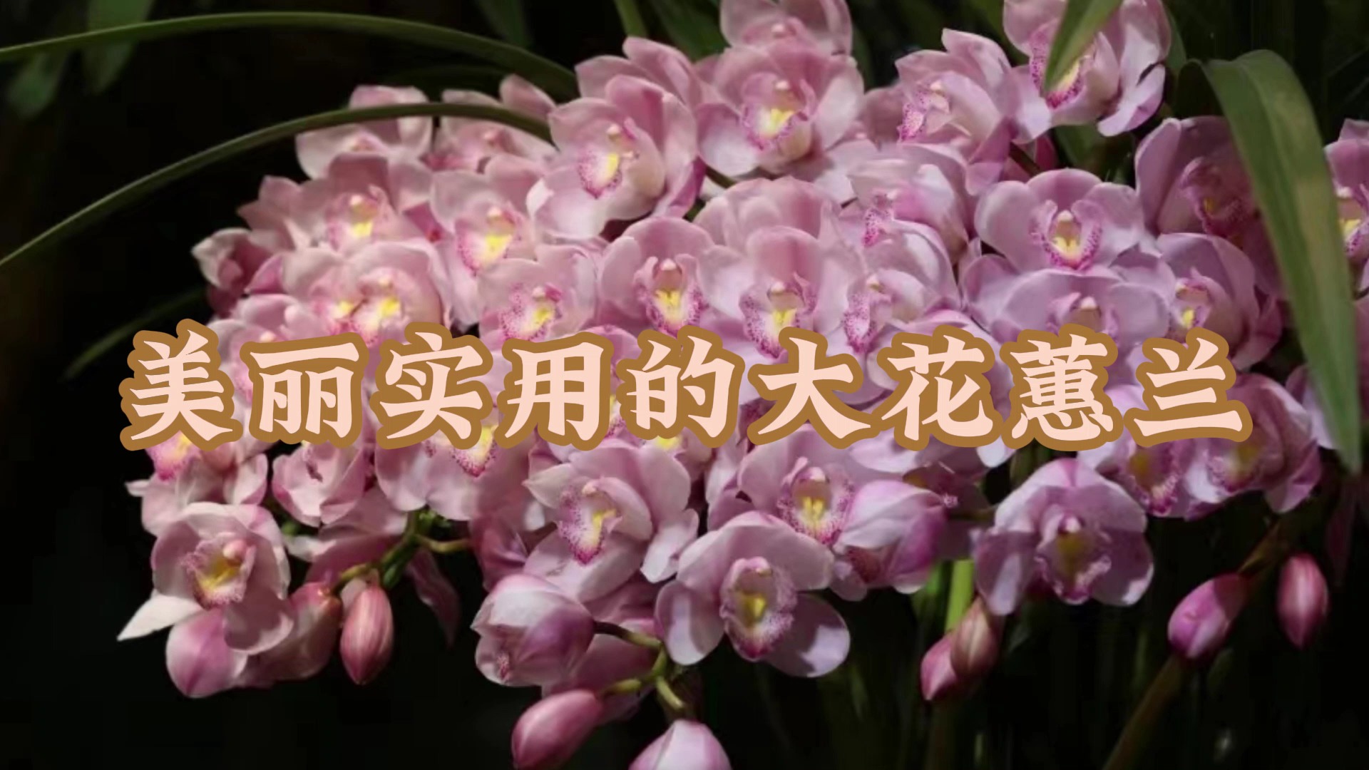 美丽实用的大花蕙兰