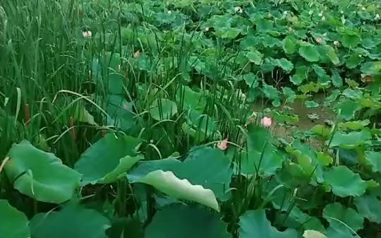 他们朝我扔泥巴我拿泥巴种荷花荷花出淤泥不染我诚 道自稳