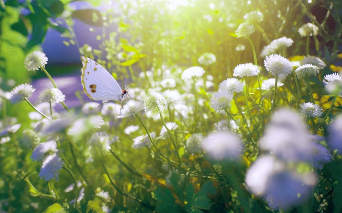 花开不求春回,心境宁静不求世界安宁;用淡然的心态面对生活,让心情