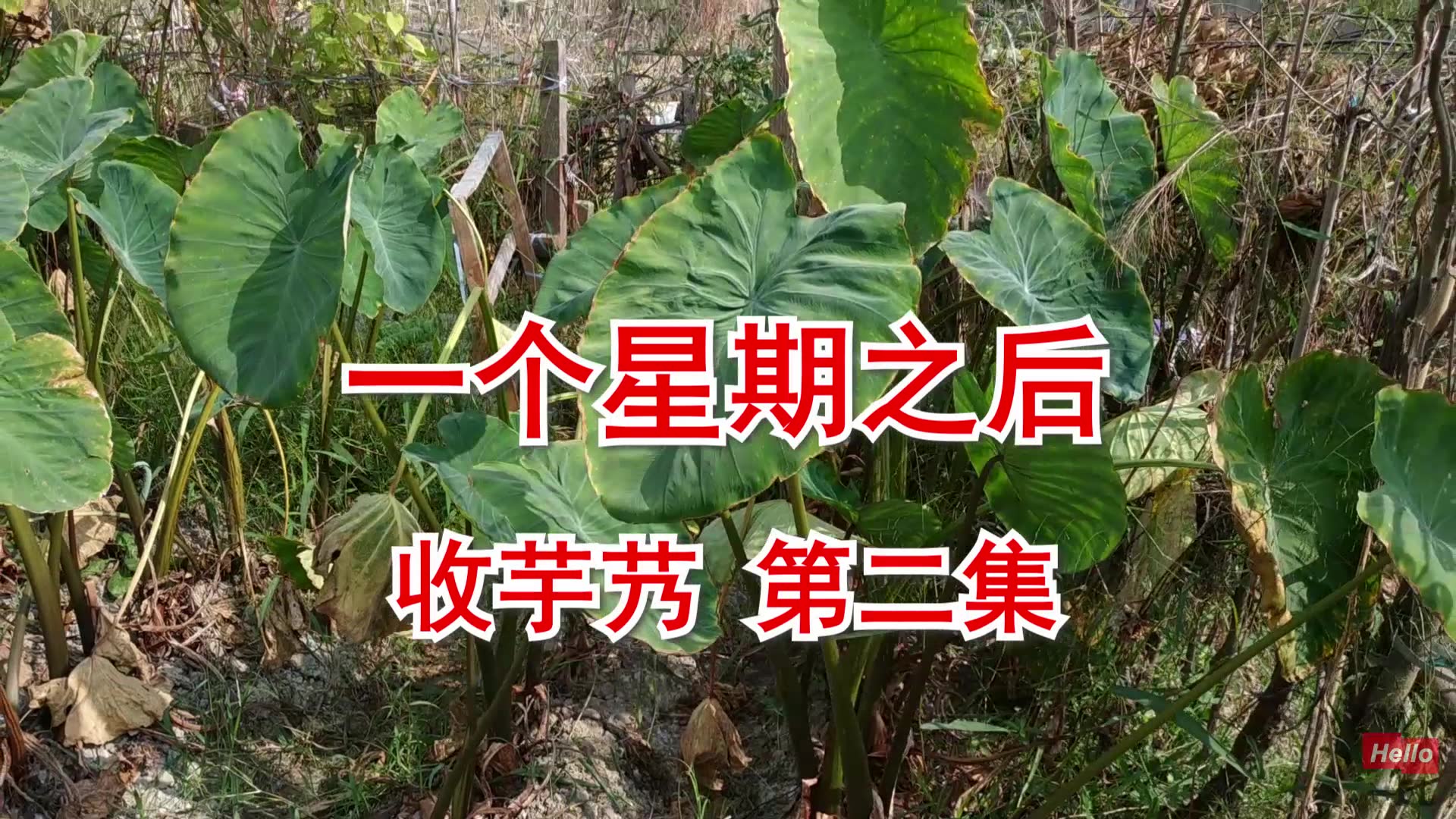 [图]生活在城市里 自己种点儿菜 到自己的菜园子 里再次收芋艿