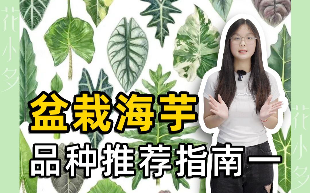 【花小多园艺】家居绿植推荐 | 海芋哔哩哔哩bilibili