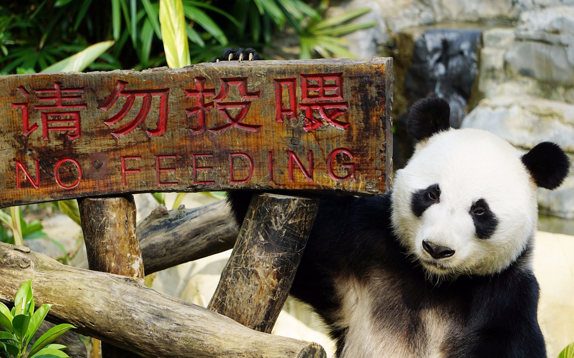 明浜为动物园代言