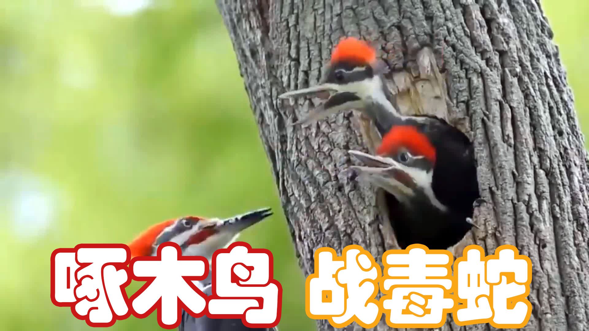 [图]啄木鸟为了宝宝大战毒蛇