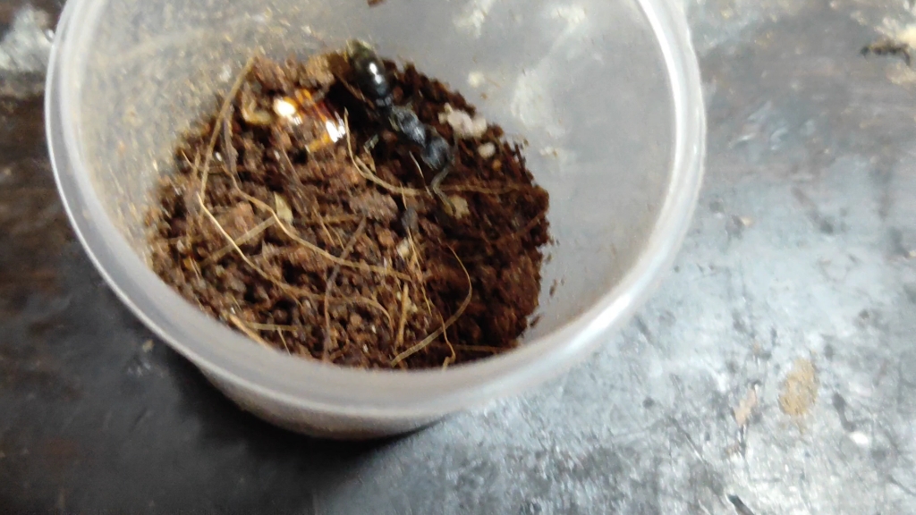 记录扁头猛蚁新后到家两个月