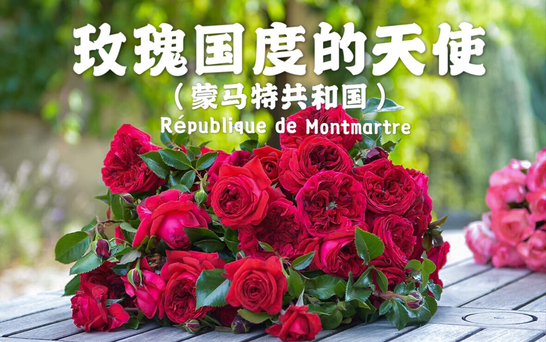 玫瑰国度的天使/蒙马特共和国 – 戴尔巴德月季