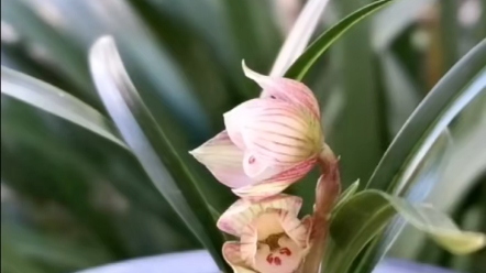 春兰非常漂亮的姜氏荷