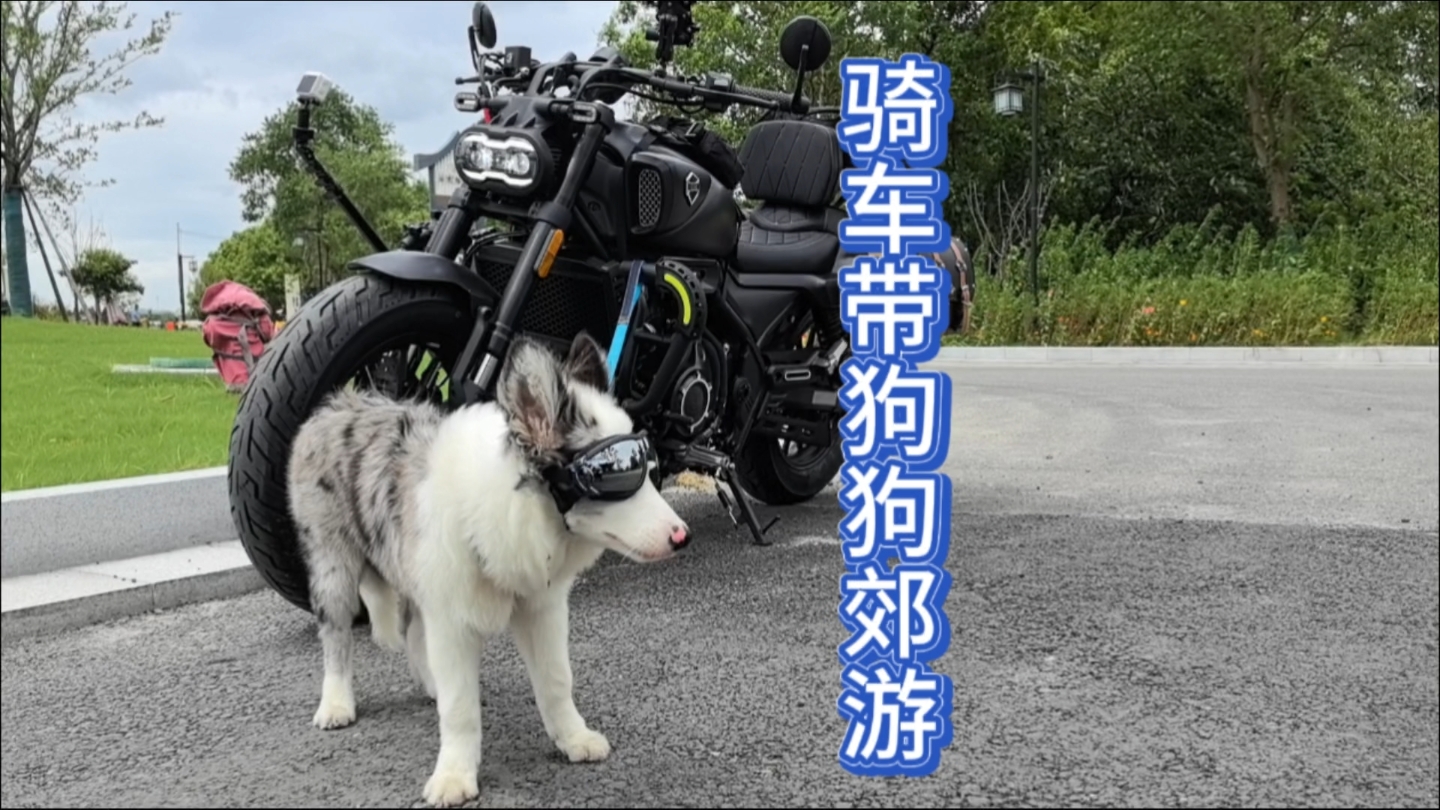 带狗狗貔貅出去郊游巡航机车出行#狗子坐摩托车 #让骑行成为一种生活