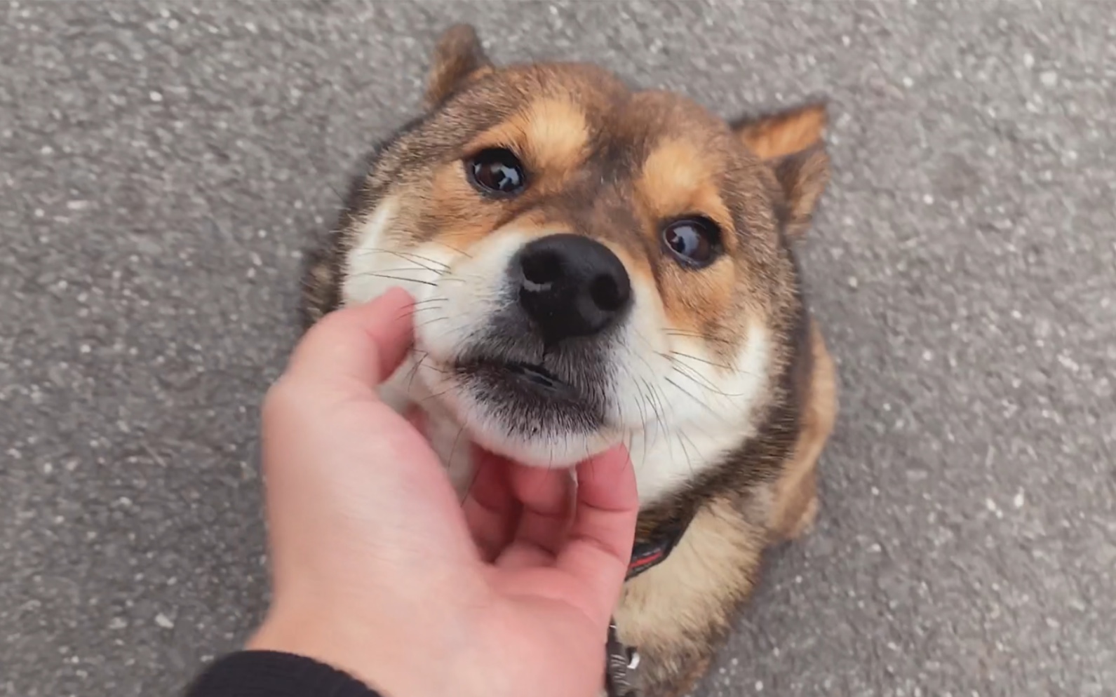 带土拨鼠去宠物店洗澡 老板夸从没见过这么乖巧听话的土拨鼠!